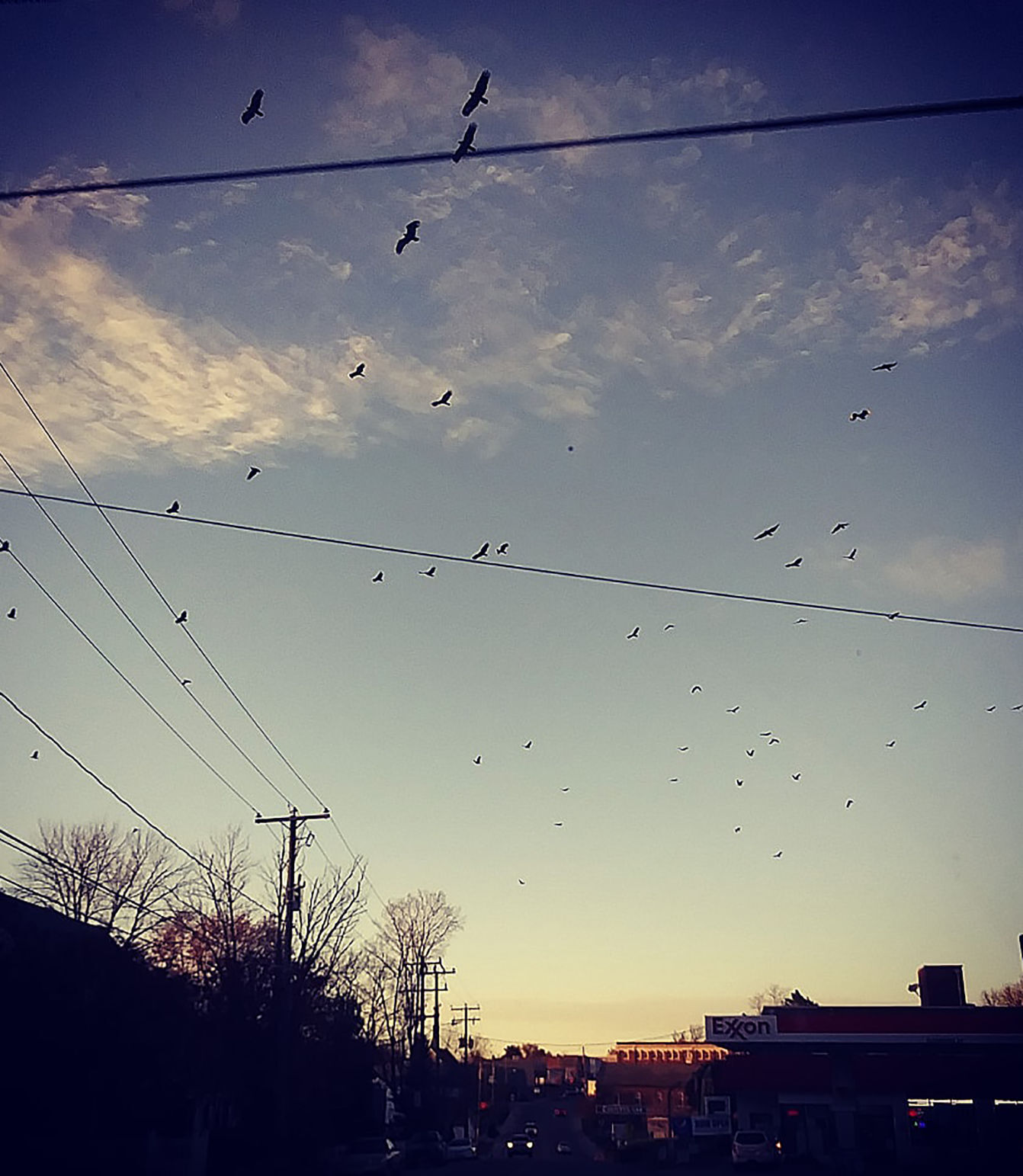 Birds